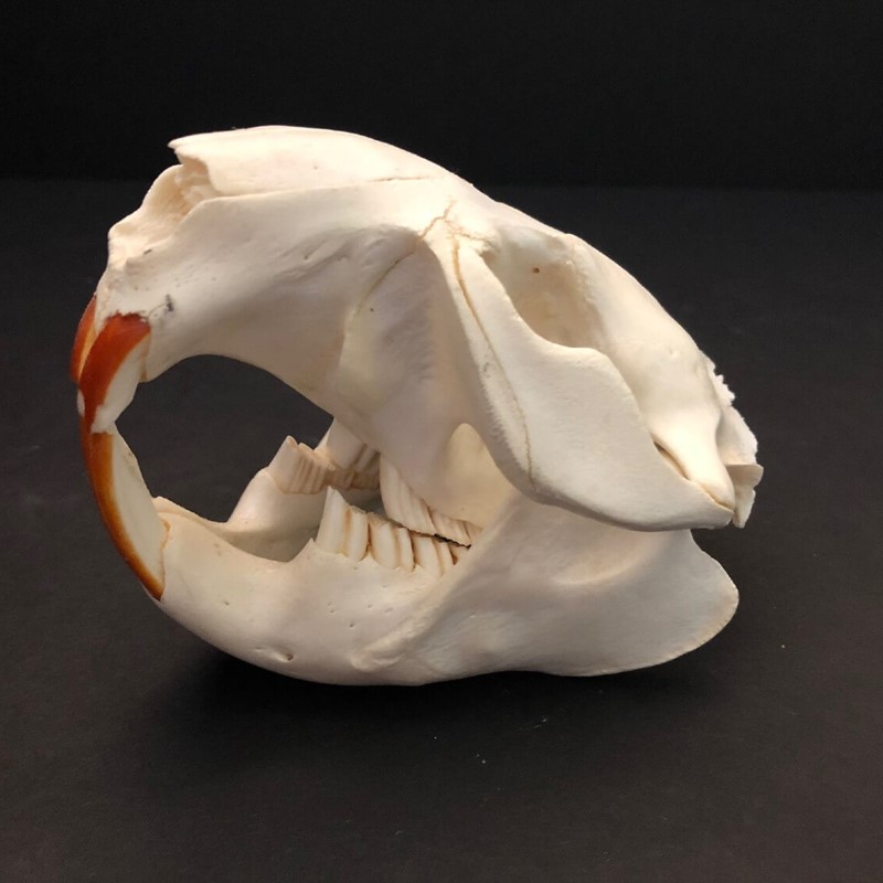 Beaver Skull Dermestid Beetle Cleaned