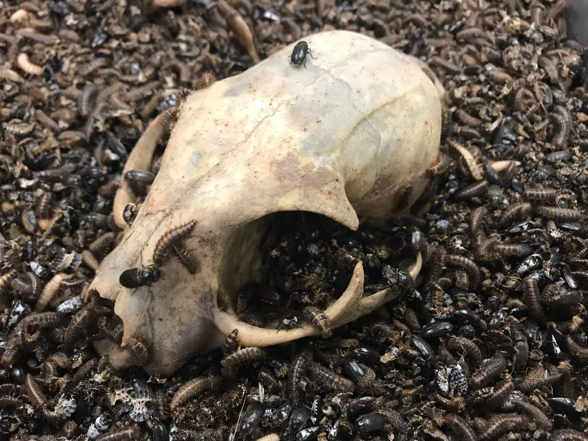 Dermestid Beetles Sales and Skull Cleaning Boneyard Beetleworks™