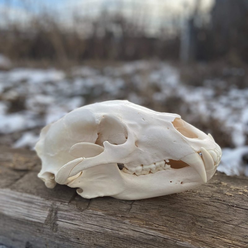 Black Bear Skull Dermestid Beetle Cleaned