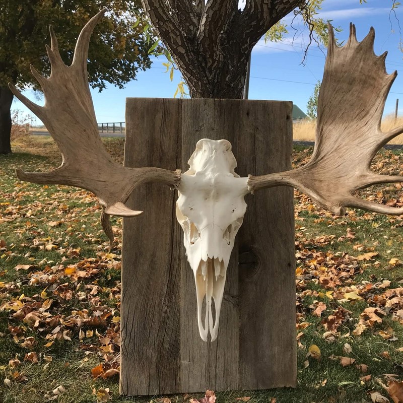 Shiras Moose Dead Head European Mount Dermestid Beetle Cleaned