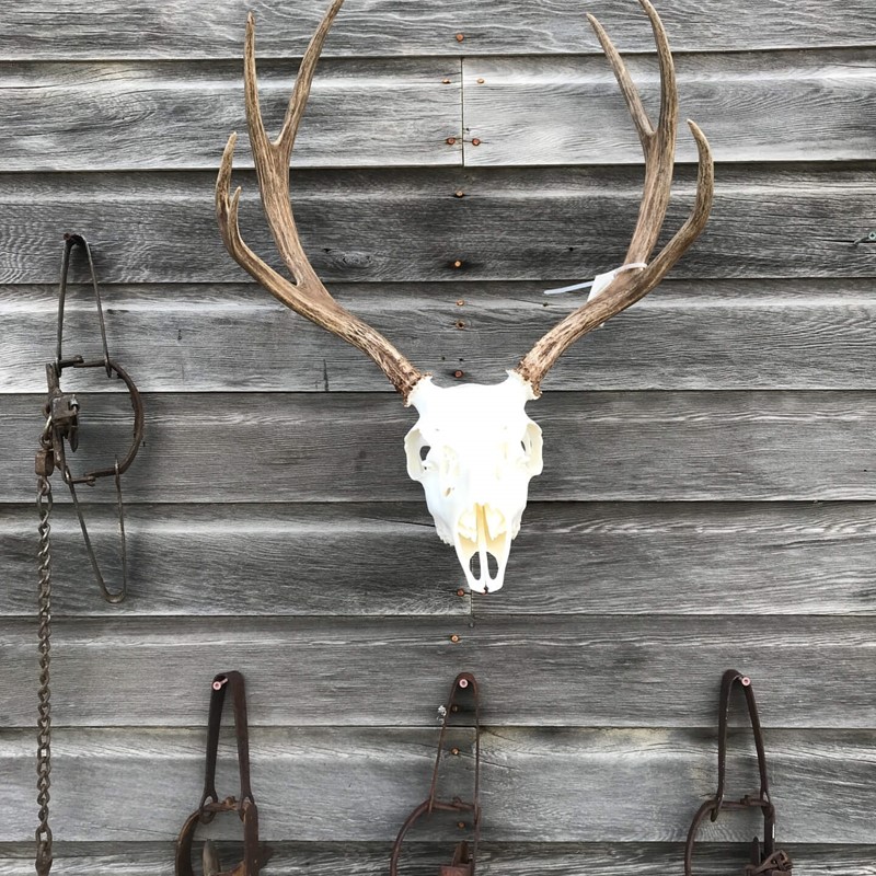Deer Skull European Mount on Trap Shed Dermestid Beetle Cleaned