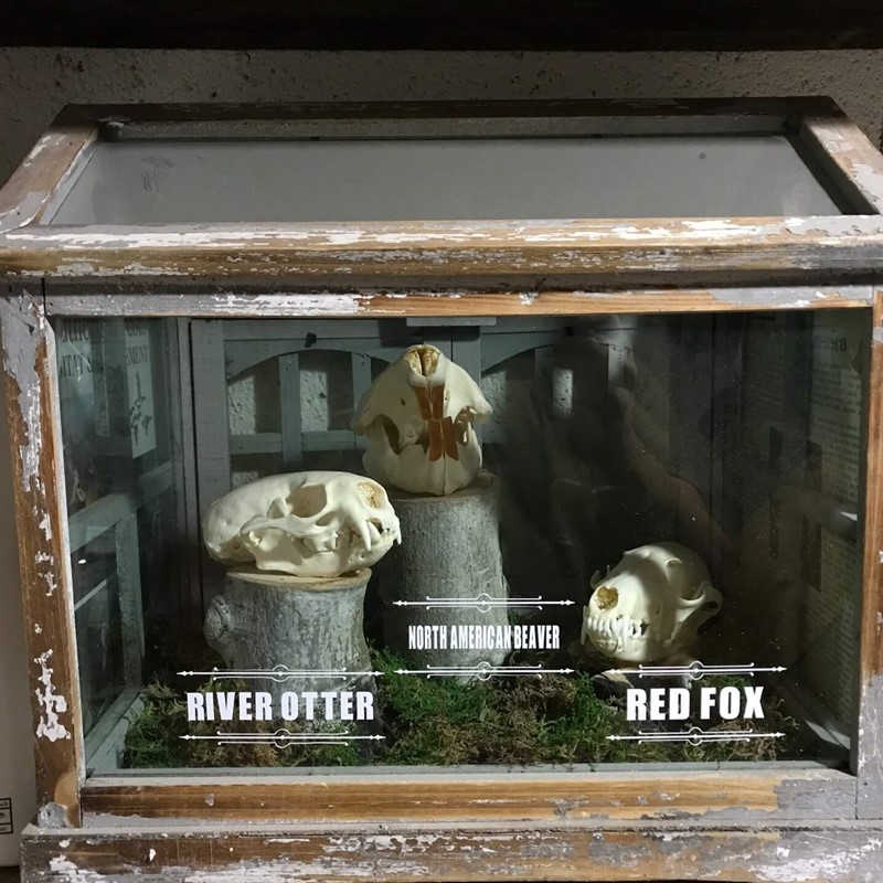 Collection of Dermestid Beetle Cleaned Skulls in Display Case