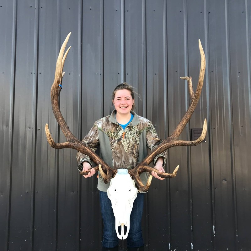 Elk Skull European Mount Dermestid Beetle Cleaned