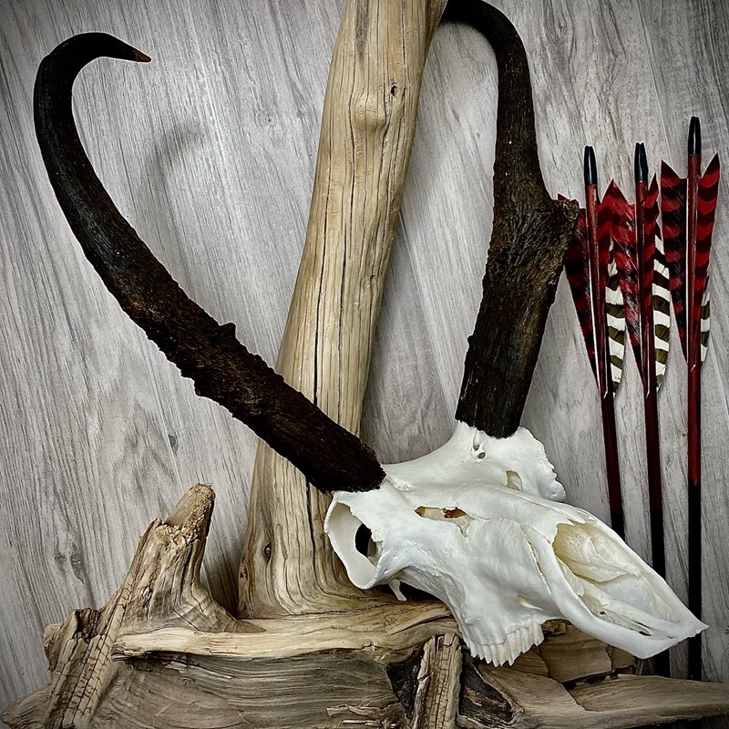 Pronghorn Antelope European Mount Driftwood and Arrows