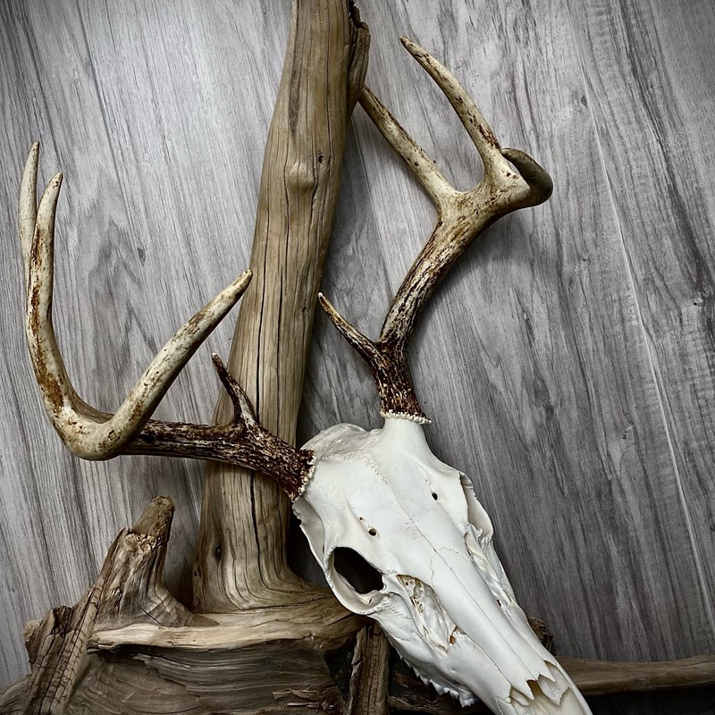 Whitetail Deer European Mount Driftwood Dermestid Beetle Cleaned