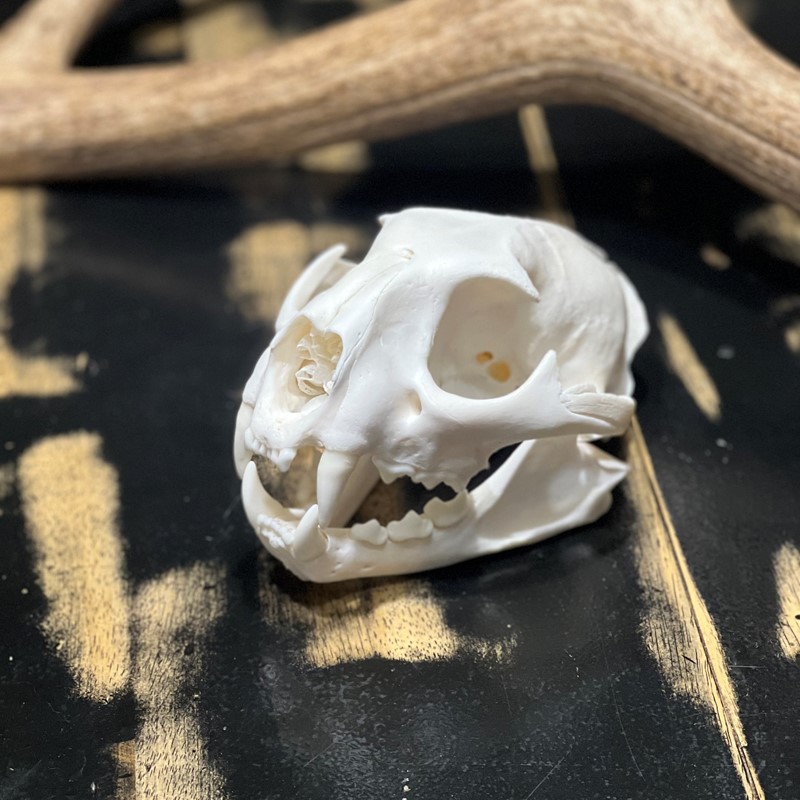 Mountain Lion Skull Dermestid Beetle Cleaned